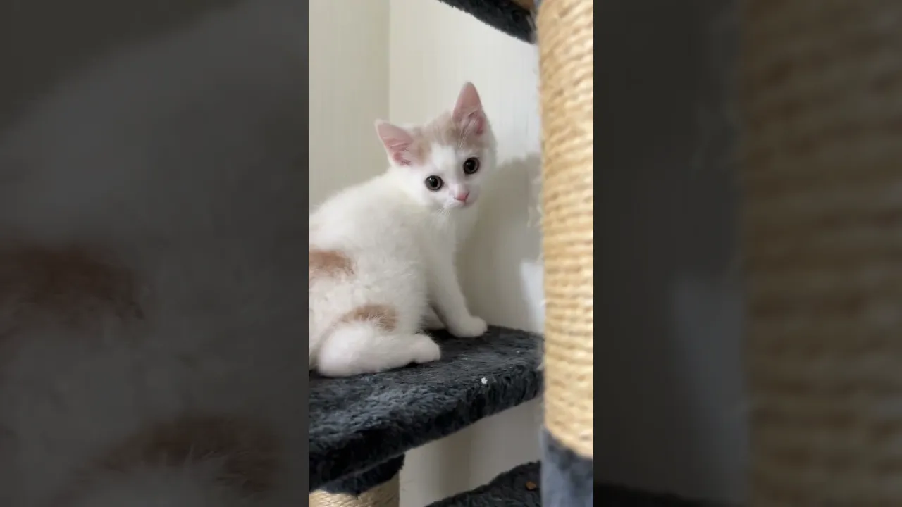 動画