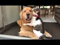 Download Lagu When Your Cats Who Can't Deny Their Love for Dogs!