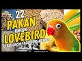 Download Lagu 22 Jenis Pakan Burung LOVEBIRD Biar KONSLET dan NGEKEK PANJANG