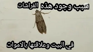 سبب وجود فراشات ابو دقيق في البيت وعلاقتها بالحسد والسحر والأموات 