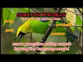 Download Lagu Suara cucak ranting ribut paling ampuh mendatangkan burung liar