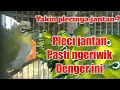 Download Lagu pancingan pleci ngeriwik 100% jantan