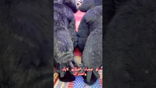 اتلم القرد علي النسناس قعدوا يجيبوا سيره الناس اكسبلور لاتنسوا الاشتراك في القناة وتفعيل 