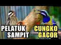 Download Lagu TEMBAKAN PELATUK SAMPIT VS CUCAK CUNGKOK GACOR FULL NEMBAK KUNTI COCOK BUAT MASTERAN SEGALA BURUNG