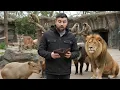 How Much Does It Cost to Feed a Lion For 24 Hours