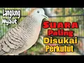 Lagu Perkutut lokal gacor wajib coba suara yang paling disukai semua perkutut lokal