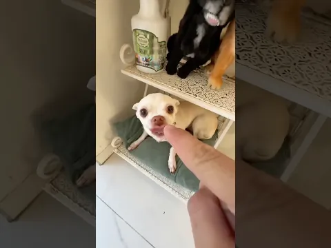 Niki is the most celebrity chihuahua in the world