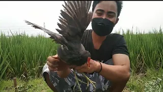 Download Melihat,Memetik, Manukui hasil jebakan burung rawa di sawah Dapat Dua ekor langsung Di rilis lagi MP3