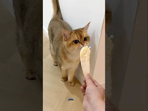 Cats couldn't resist this jackfruit trick 😂
