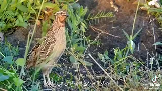 صوت  الفري او  الس مان دندنها