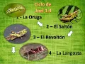 ORUGA SALTON REVOLTON LANGOSTA