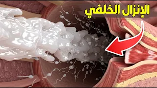 اين يذهب سائل الرجل عند إتيان المرأة من الخلف توضيح طبي 