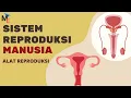 Download Lagu Alat Reproduksi Pria \u0026 Wanita | Sistem Reproduksi part 1 - Biologi