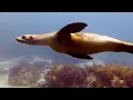 Sea Lions and Turtle - Gulf of California