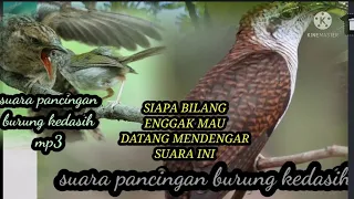 suar pikat mp3 burung kedasih 