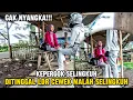 Download Lagu PERGOKI PACAR SELINGKUH‼️ DITINGGAL LDR CEWEK MALAH SELINGKUH⁉️