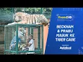 Download Lagu Beckham \u0026 Prabu Masuk ke TIGER CAGE | FriendSIB - Alshad Ahmad (Part 2)