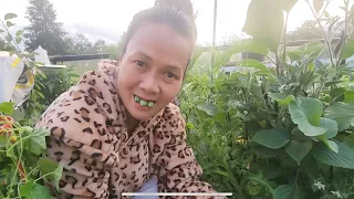 Thu hoạch dưa hấu tí hon, ca chua đen ,hái dâu  tây giant cùng con trai,cà tím dài, 
