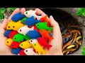 Download Lagu Catch Beautiful Freshwater Aquarium Fish in Flood Fields, Snails, Baby Turtles, Carp, Eels, Guppies