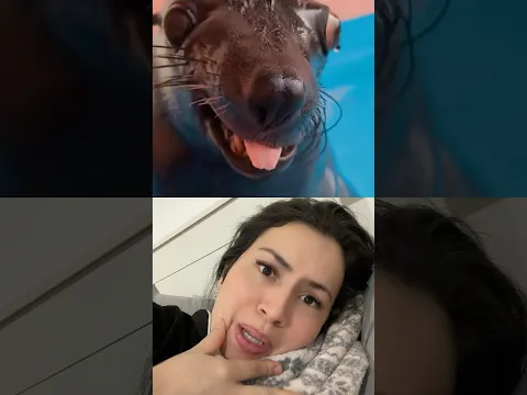 React - A foca tem pelo?