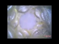 Fleshlight Quickshot Vantage texture - inside cam