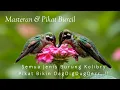 Download Lagu Mp3 HD Audio@Semua Jenis Kolibri #masteranpikatburung