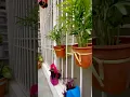 Lagu No Wire Stands | Easiest Plant Hanging idea #diy #verticalgardening #sunilassweethome