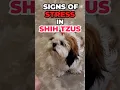 Watch out for these Signs of Stress in Shih Tzus
