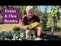 August Garden Tour Flea Beetles Fruits Lack of Rain No Dig