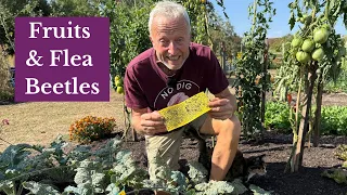 August Garden Tour Flea Beetles Fruits Lack of Rain No Dig