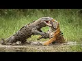 Download Lagu Komodo Dragon Epic Battles: Survival of the Fittest in the Wild