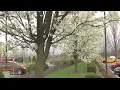 Allergy season in full bloom