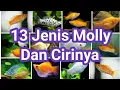 Download Lagu 13 Jenis Ikan Molly Dan Cirinya