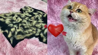 Funniest Animals Videos 2026  When Animals Have Their Funniest Moment
