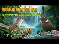 Download Lagu Tembakan fuul bren panjang 🔥 cigun belalang emas dan cililin 