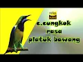 Download Lagu cucak cungkok pelatuk bawang HI-RES