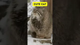 CuteCat Hair❤️Funny Things Compilation❤️Best Moments LOL videos!#Shorts #CuteCats #funny #meme #meow