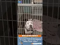 Broward County Animal Care is at critical capacity Community Urged to Adopt Foster Share