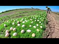 Top farmer skills, pick duck eggs under the grass in the rice field near the village by hand amazing