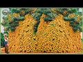 Download Lagu How Millions Tons of Mangoes Are Processed - Amazing Mango Farming For Fresh \u0026 Juice  Let's Dive In!