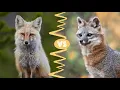 Red vs Gray Fox What s the Difference