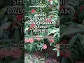 Download Lagu BACA SHOLAWAT INI DALAM KEADAAN DARURAT (KEPEPET) #ustadzahhalimahalaydrus