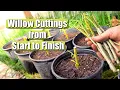 Complete Guide on Propagating and Growing Willow Tree Cuttings START TO FINISH