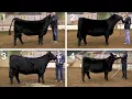 4-H Cattle Judging Example 2 - Percentage Simmental Heifers