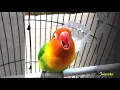 Lagu SANTUY..!! Lovebird Konslet Minor Ngekek Santai Ini Emang Enak Banget Buat Masteran Balibu