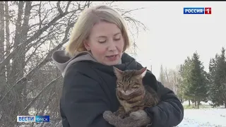 Редакция «Вестей» ищет хозяев для породистой кошки