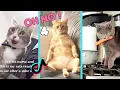 Download Lagu Oh No, Oh No, Oh No No No Song Cat Meme PART 4 of 4 - CATS TIKTOK COMPILATION l Oh Hooman