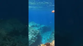 The backyard of a sailing family #shorts #sailing #sailingfamily #diving