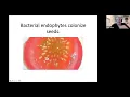 James F White The Rhizophagy Cycle and Trichomes - How plants get nutrients from microbes
