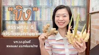 ขิงมีสรรพคุณทางยาอย่างไรบ้าง และใช้รักษาอาการอะไรได้บ้าง